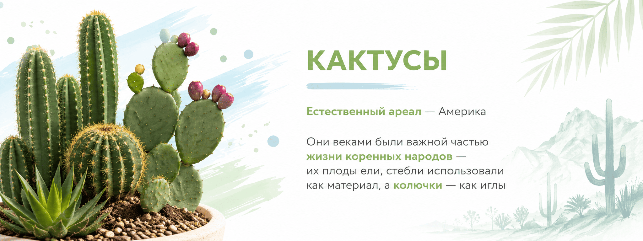 межстраничный суккуленты и кактусы 2