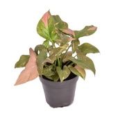 Сингониум d12 см h23 см Сингониум d12 см h23 см