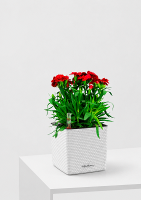 Гвоздика Оскар 12/25 см в CUBE COLOR 14, белый Гвоздика Оскар 12/25 см в CUBE COLOR 14, белый