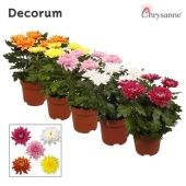 Хризантема Зембла d17 см h35 см тип 2