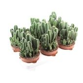 Кактус Цереус Флорида d12 см h20 см