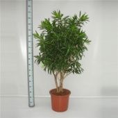 Драцена Песнь Ямайке бранч d40 см h170 см