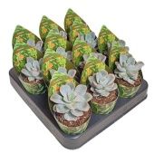 Эхеверия Orpet d6.5 см h8 см Эхеверия Orpet d6.5 см h8 см