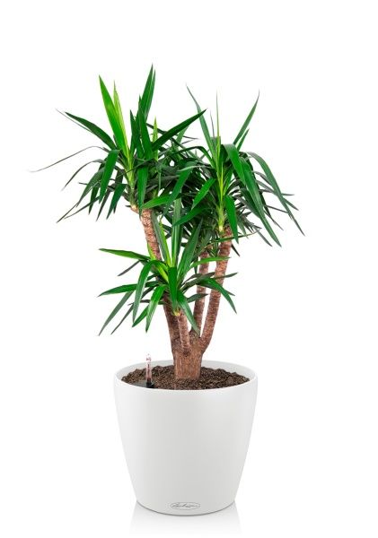 Юкка бранч 31/150 см в CLASSICO COLOR 43