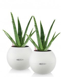 Алоэ PURO/35 см "Набор для детской", белый (2 шт.)