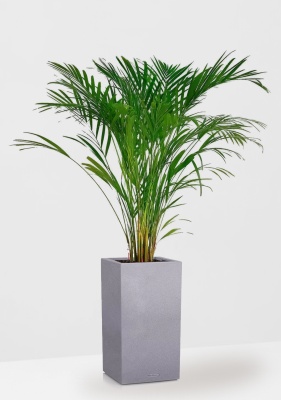 Хризалидокарпус Арека 19/120 см в CANTO STONE HIGH 30, серый камень 