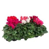 Цикламен Mix d13 см h30 см Цикламен Mix d13 см h30 см