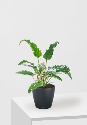 Филодендрон Нарроу 19/55 см в CLASSICO COLOR 28, антрацитовый Филодендрон Нарроу 19/55 см в CLASSICO COLOR 28, антрацитовый