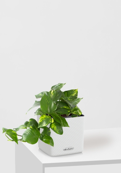 Сциндапсус Ауреум в CUBE COLOR 14 Сциндапсус Ауреум в CUBE COLOR 14