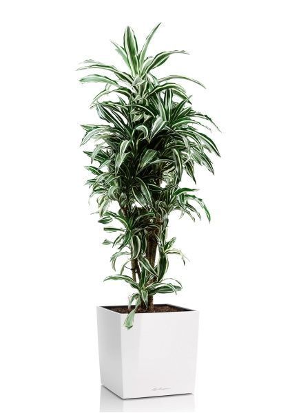 Драцена Варнески бранч 27/130 см в CUBICO 40 Драцена Варнески бранч 27/130 см в CUBICO 40