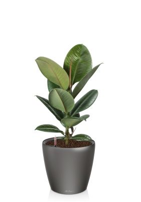 Фикус Эластика Робуста 17/60 см в CLASSICO LS 21, антрацитовый металлик Фикус Эластика Робуста 17/60 см в CLASSICO LS 21, антрацитовый металлик