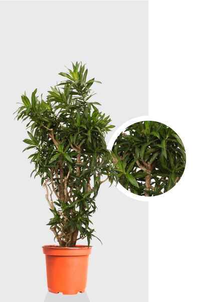 Драцена Песнь Ямайке 35/150 см