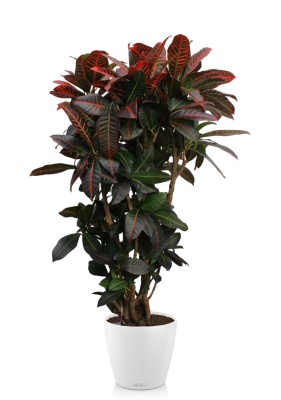 Кротон (Кодиеум) Петра 31/130 см в CLASSICO COLOR 43
