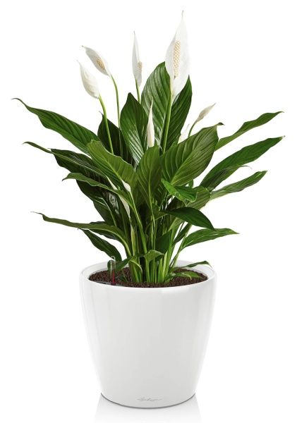 Спатифиллум в CLASSICO LS 21