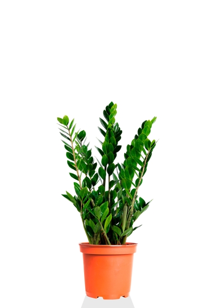 Замиокулькас 17/70 см