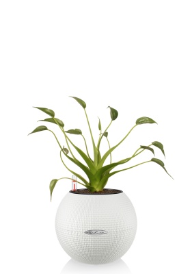 Алоказия Тину Дансер 12 см в PURO 20