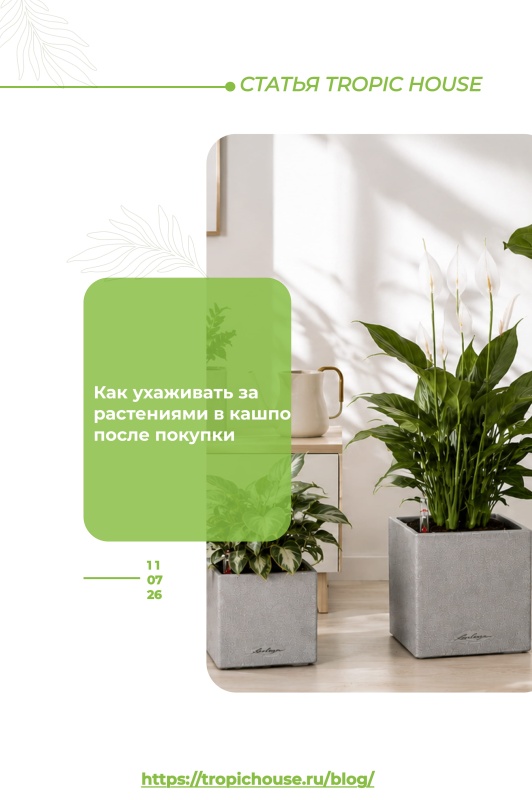 Как ухаживать за готовой композицией после покупки Как ухаживать за готовой композицией после покупки