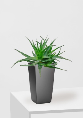 Алоэ 17/40 см в CUBICO 22, антрацитовый металлик Алоэ 17/40 см в CUBICO 22, антрацитовый металлик