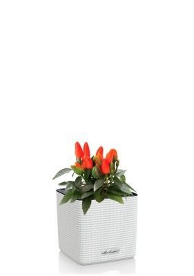 Капсикум микс 10/25 в CUBE COLOR 14, белый Капсикум микс 10/25 в CUBE COLOR 14, белый