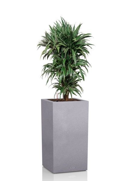 Драцена Варнески бранч 35/150 см в CANTO STONE HIGH 40