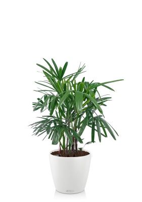 Рапис 21/90 см в CLASSICO COLOR 28, белый