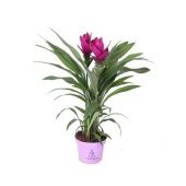 Куркума цветущая Siam Sublime d12 см h50 см