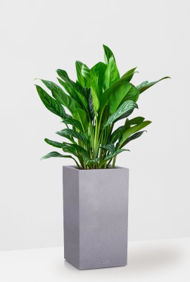 Аглаонема Страйп в CANTO STONE HIGH 30, серый камень