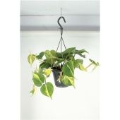 Филодендрон Brasil Бразил d14 см h40 см Филодендрон Brasil Бразил d14 см h40 см