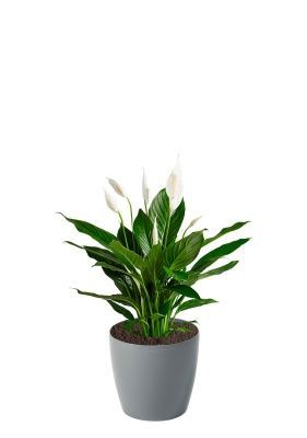 Спатифиллум 12/35 см в MAGNOLIA fi 135, серый бетон