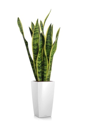 Сансевиерия Лауренти 17/60 см в CUBICO 22