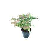 Сингониум Ред Спот триколор d12 см h25 см