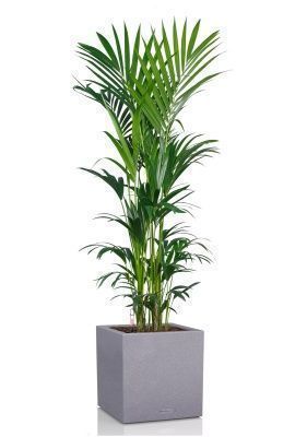 Ховея Кентия 31/220 см в CANTO STONE LOW 40, серый камень 