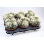 Эхинокактус Грузони Dubbel мини d12.5 см h15 см Эхинокактус Грузони Dubbel мини d12.5 см h15 см