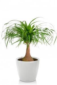  Нолина CLASSICO LS 21/55 см Белый блестящий