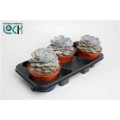 Эхеверия Runyonii d17 см h25 см