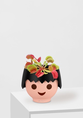 Венерина мухоловка 10 см в OJO