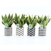 Сансевиерия d13 см h35 см Сансевиерия d13 см h35 см