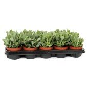 Крассула денежное дерево Аборесценсес Кристата d10.5 см h20 см