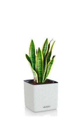 Сансевиерия Лауренти 12/40 см в CUBE COLOR 14, белый