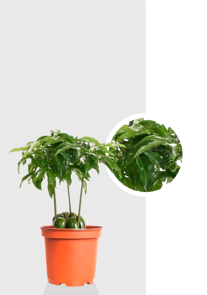 Кастаноспермум