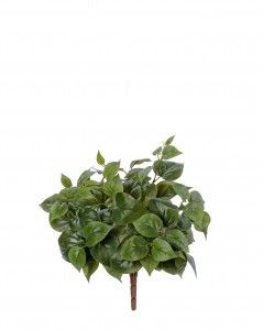 Тини Филодендрон