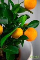 Цитрус Каламондин 12/30 см в CUBE GLOSSY 14 Цитрус Каламондин 12/30 см в CUBE GLOSSY 14