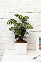 Калатея Макояна 12/35 см в PURO 20 Калатея Макояна 12/35 см в PURO 20