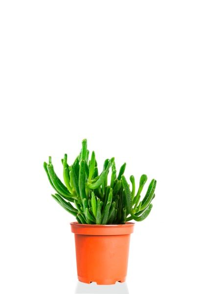 Крассула Хоббит 12/20 см