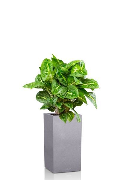 Аглаонема Лемон Минт 19/50 см в CANTO STONE HIGH 30 Аглаонема Лемон Минт 19/50 см в CANTO STONE HIGH 30