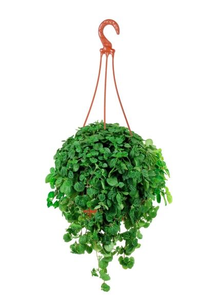 Пилея Монетолистная 23/40 см Пилея Монетолистная 23/40 см