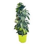 Цитрус Лаймкват на стволе d19 см h70 см