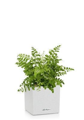 Папоротник Парвати в CANTO STONE 14, песочный белый Папоротник Парвати в CANTO STONE 14, песочный белый