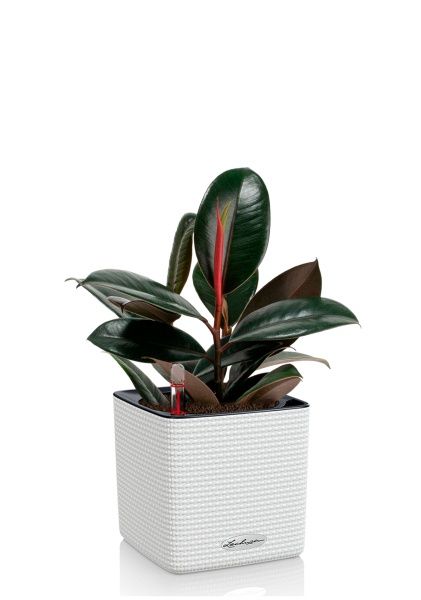 Фикус Эластика Бургунди CUBE COLOR 16