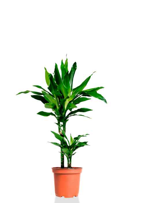 Драцена Джанет Линд 2 ствола 17/70 см